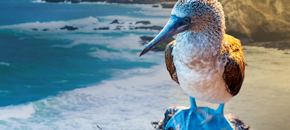 Celebrity - Healthy At Sea 45